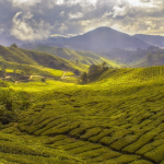 Piantagioni di thè in Malesia peninsulare - Foto Turismo Malesia